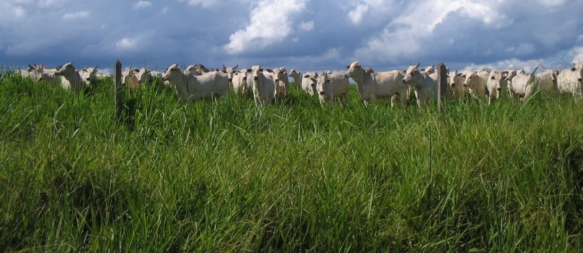 Fazenda, 1480 hectares - Foto 17