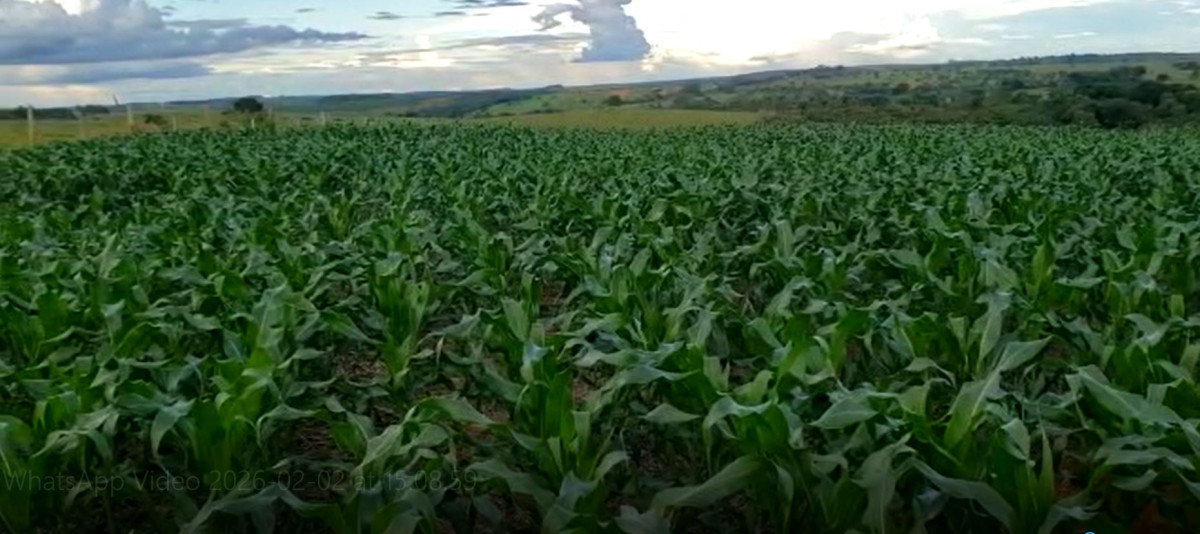 Fazenda, 1480 hectares - Foto 15