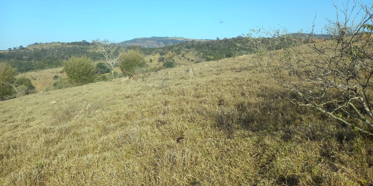 Fazenda, 99 hectares - Foto 8