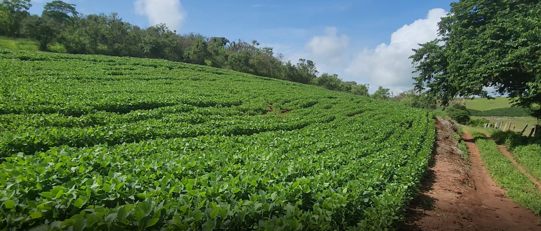 Sítio, 1 quarto, 24 hectares - Foto 8