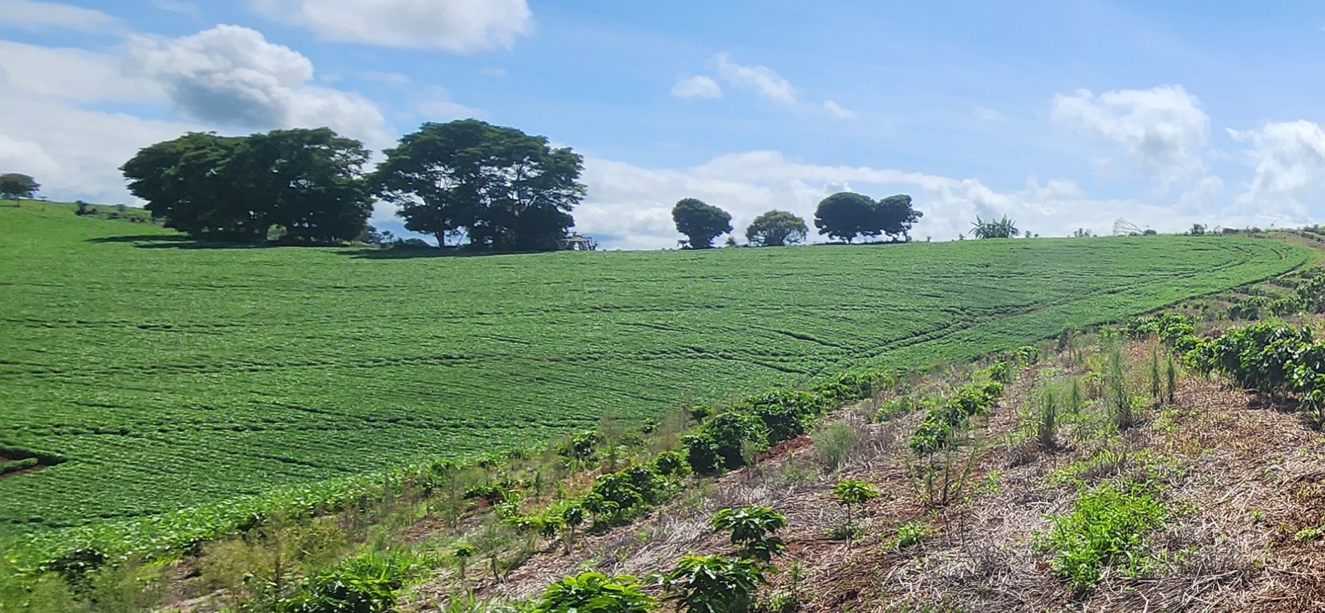 Sítio, 1 quarto, 24 hectares - Foto 13