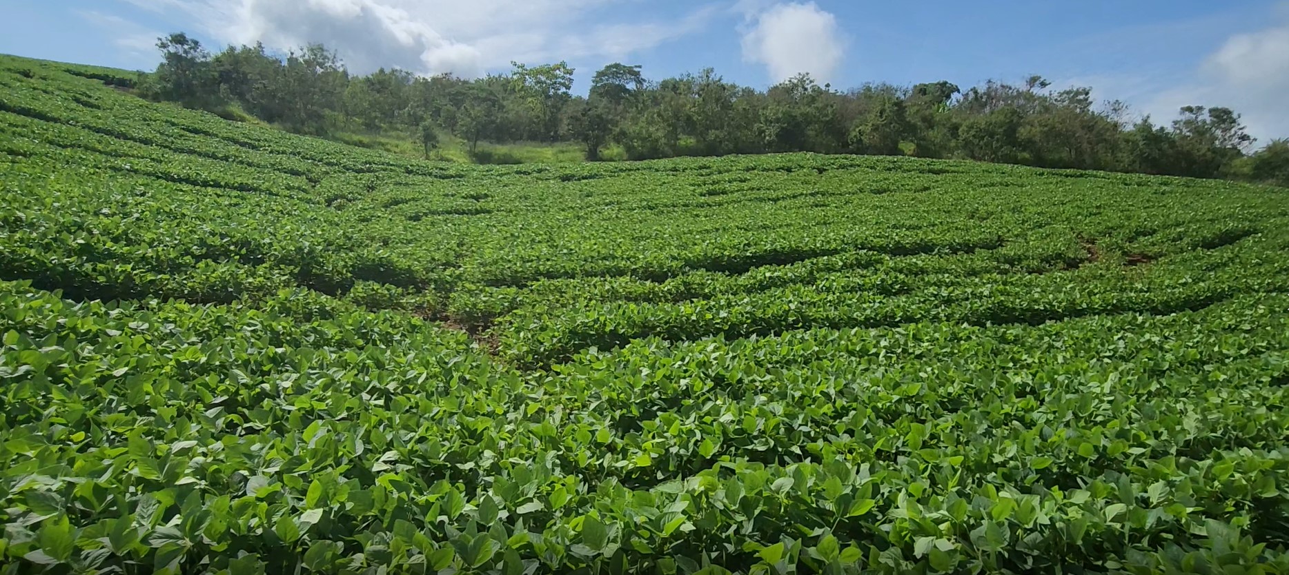 Sítio, 1 quarto, 24 hectares - Foto 6