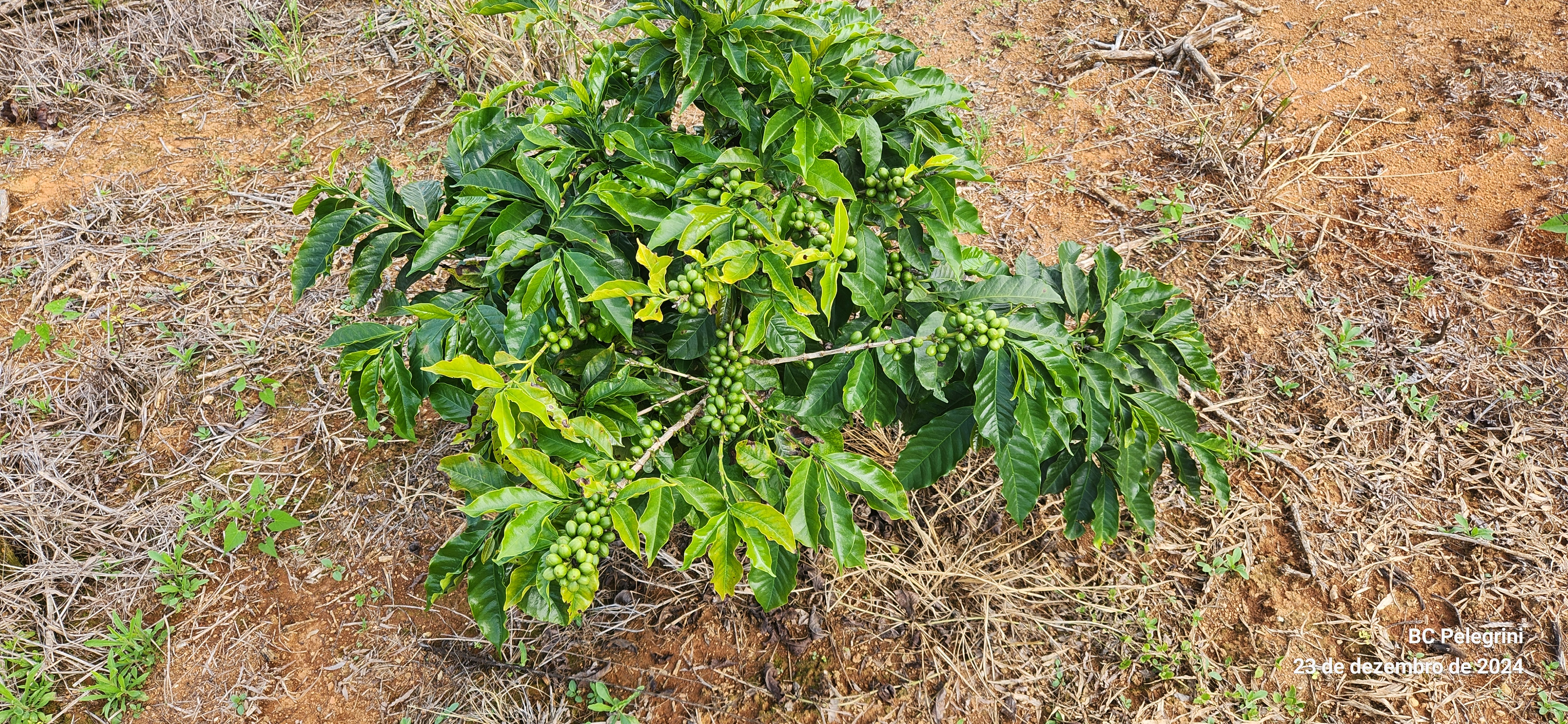 Fazenda, 109 hectares - Foto 5