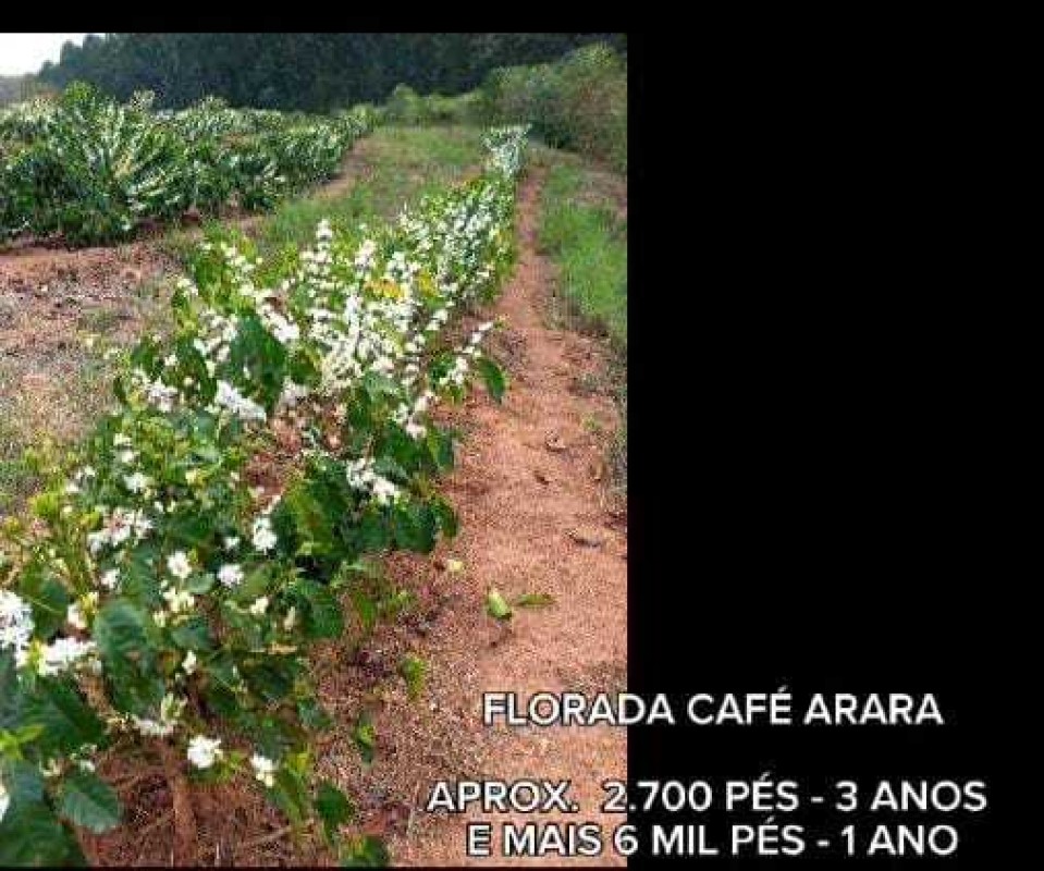 Fazenda, 85 hectares - Foto 24