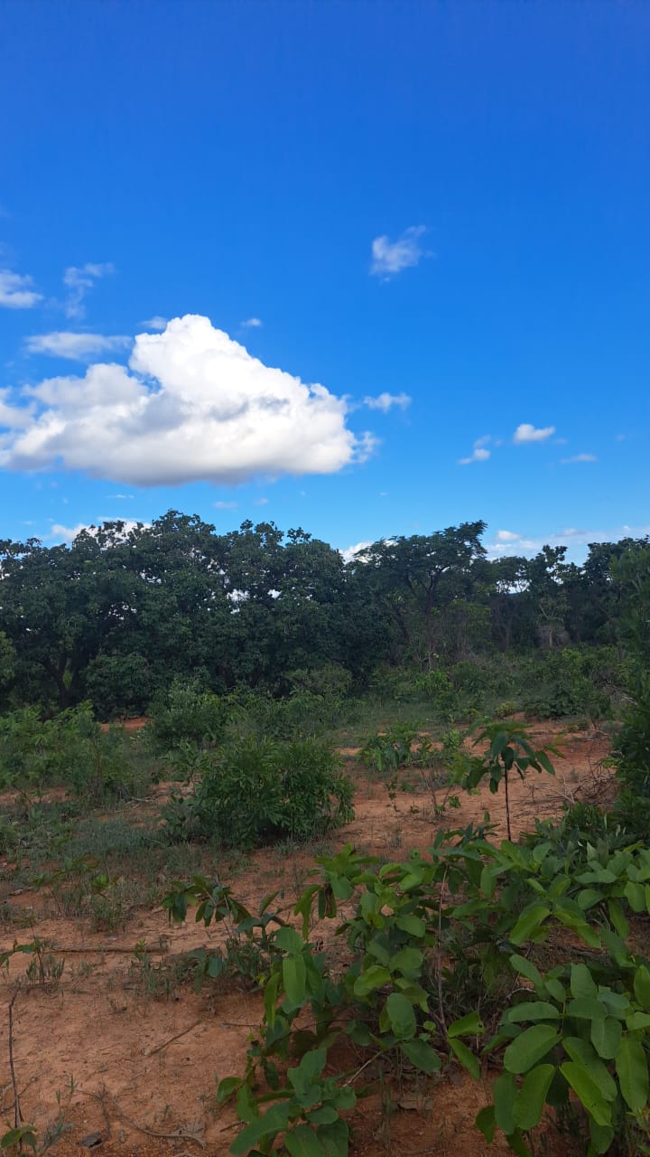 Terreno, 2 hectares - Foto 6