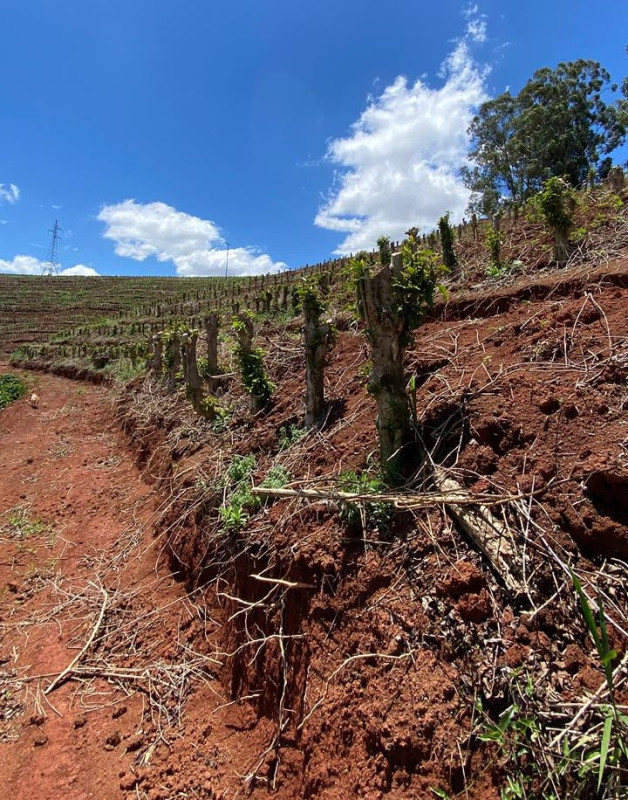 Chácara, 1 quarto, 24 hectares - Foto 12