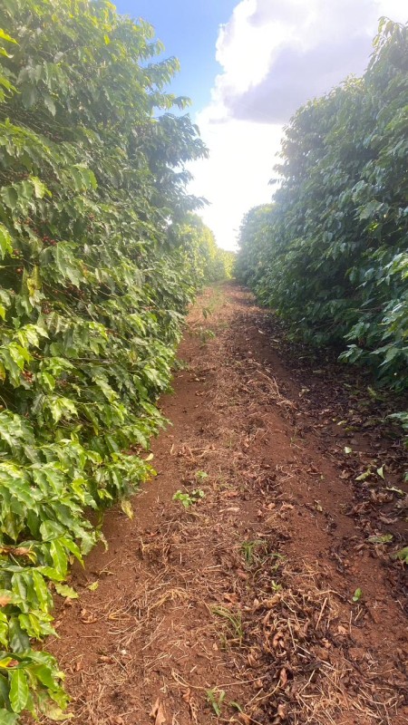 Sítio, 1 quarto, 24 hectares - Foto 14