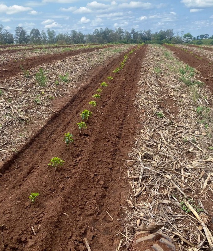 Sítio, 1 quarto, 24 hectares - Foto 4