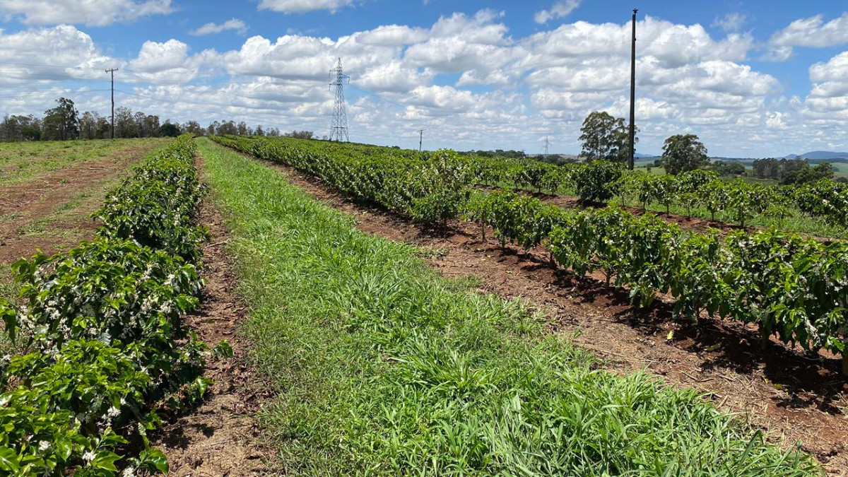 Chácara, 1 quarto, 24 hectares - Foto 7