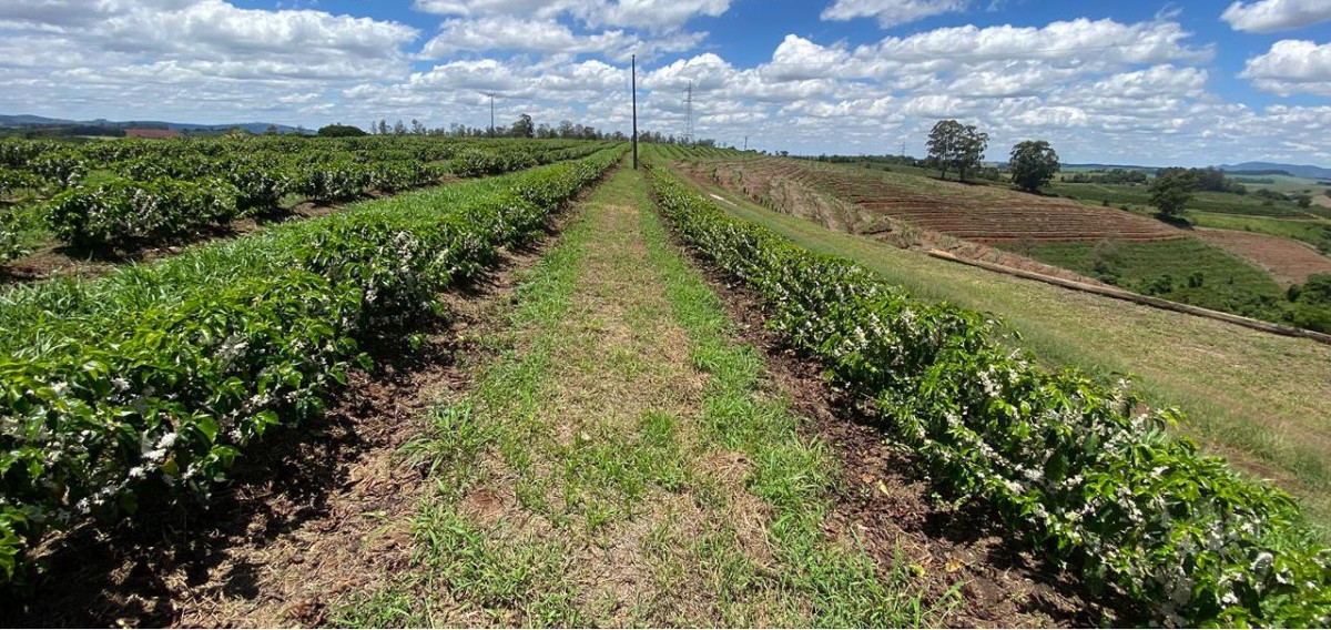 Chácara, 1 quarto, 24 hectares - Foto 2