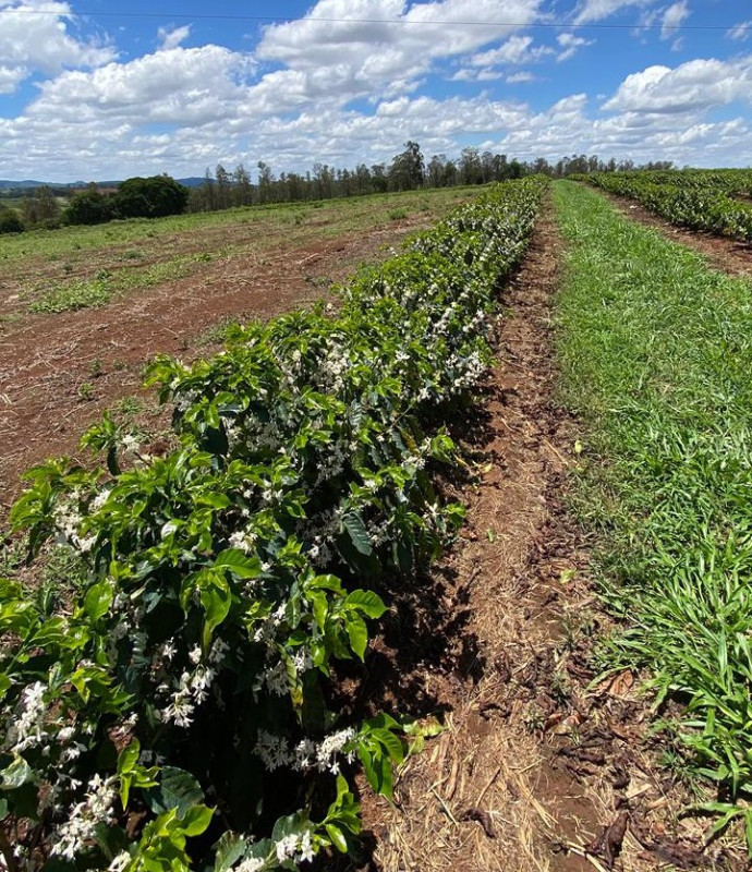 Chácara, 1 quarto, 24 hectares - Foto 3