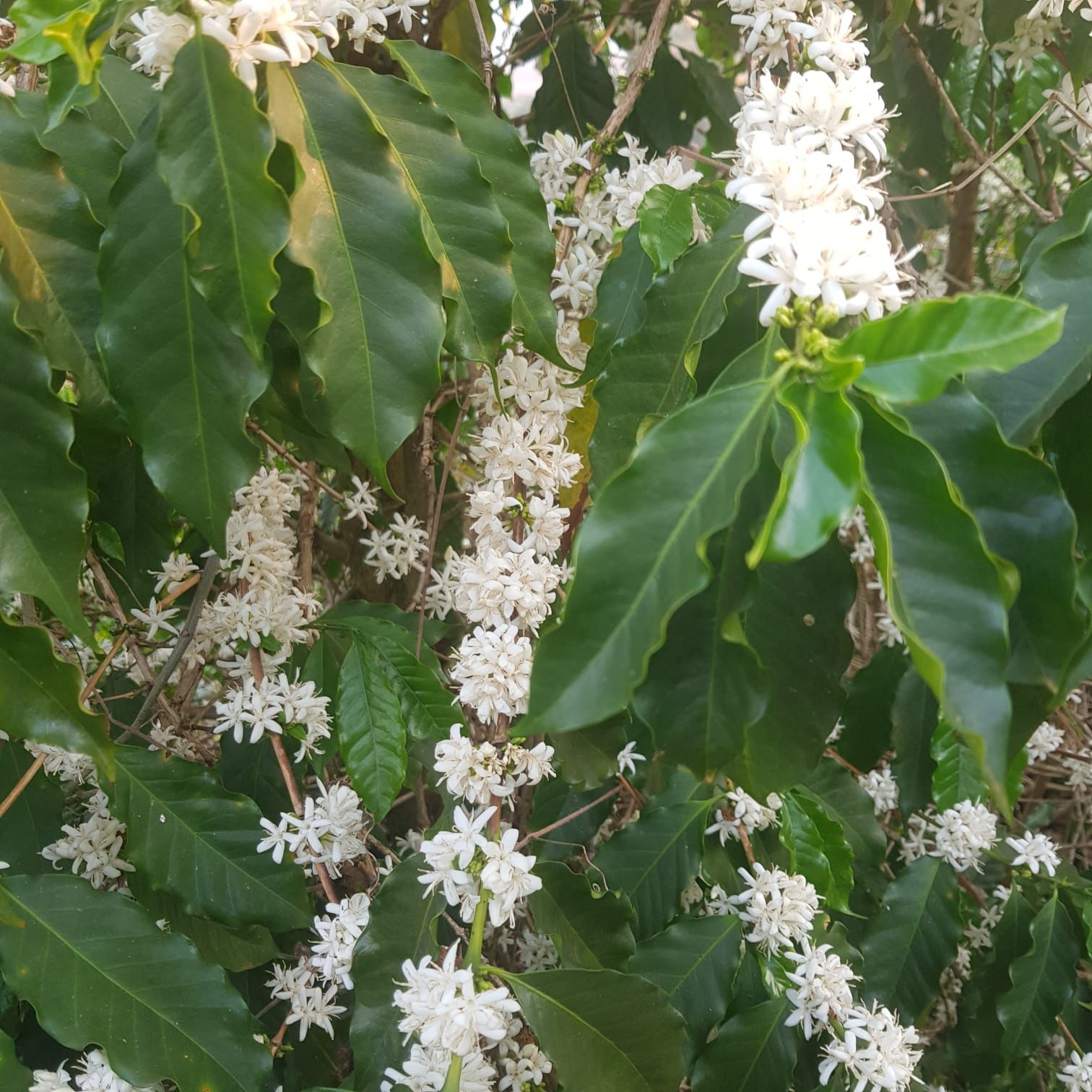 Sítio, 1 quarto, 24 hectares - Foto 11