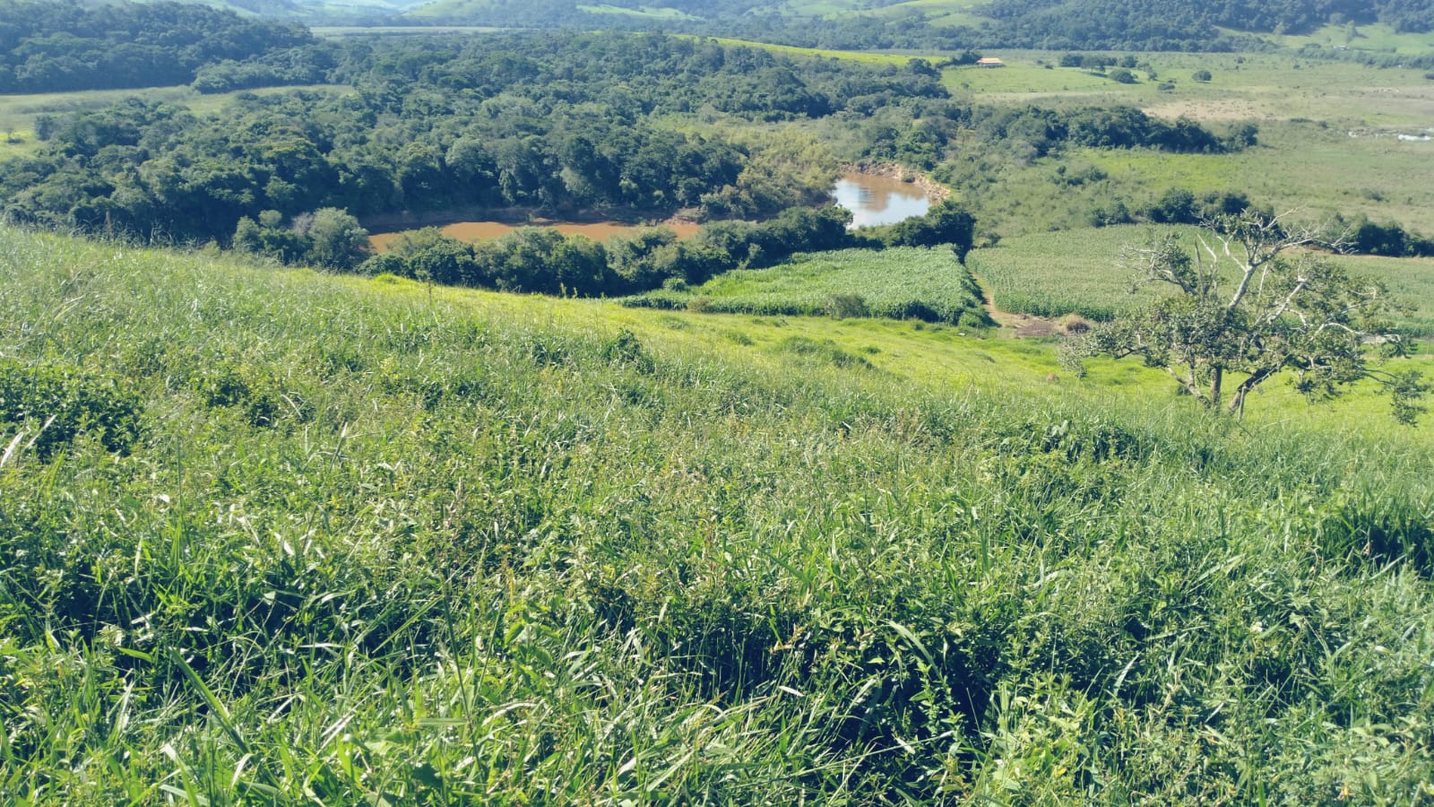 Chácara, 1 quarto, 29 hectares - Foto 10