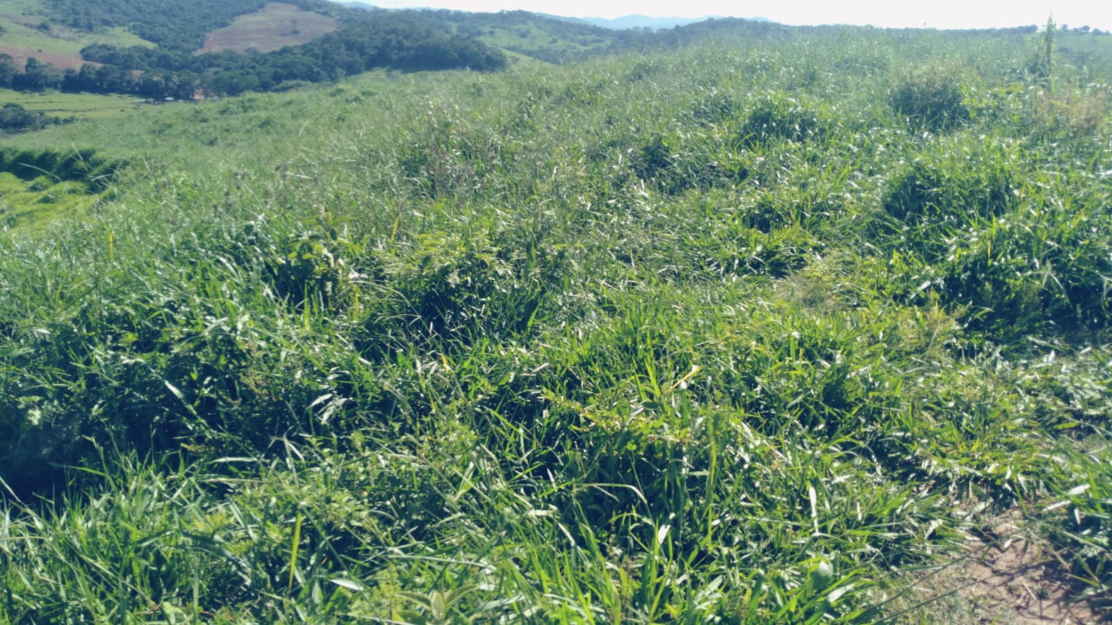 Chácara, 1 quarto, 29 hectares - Foto 11