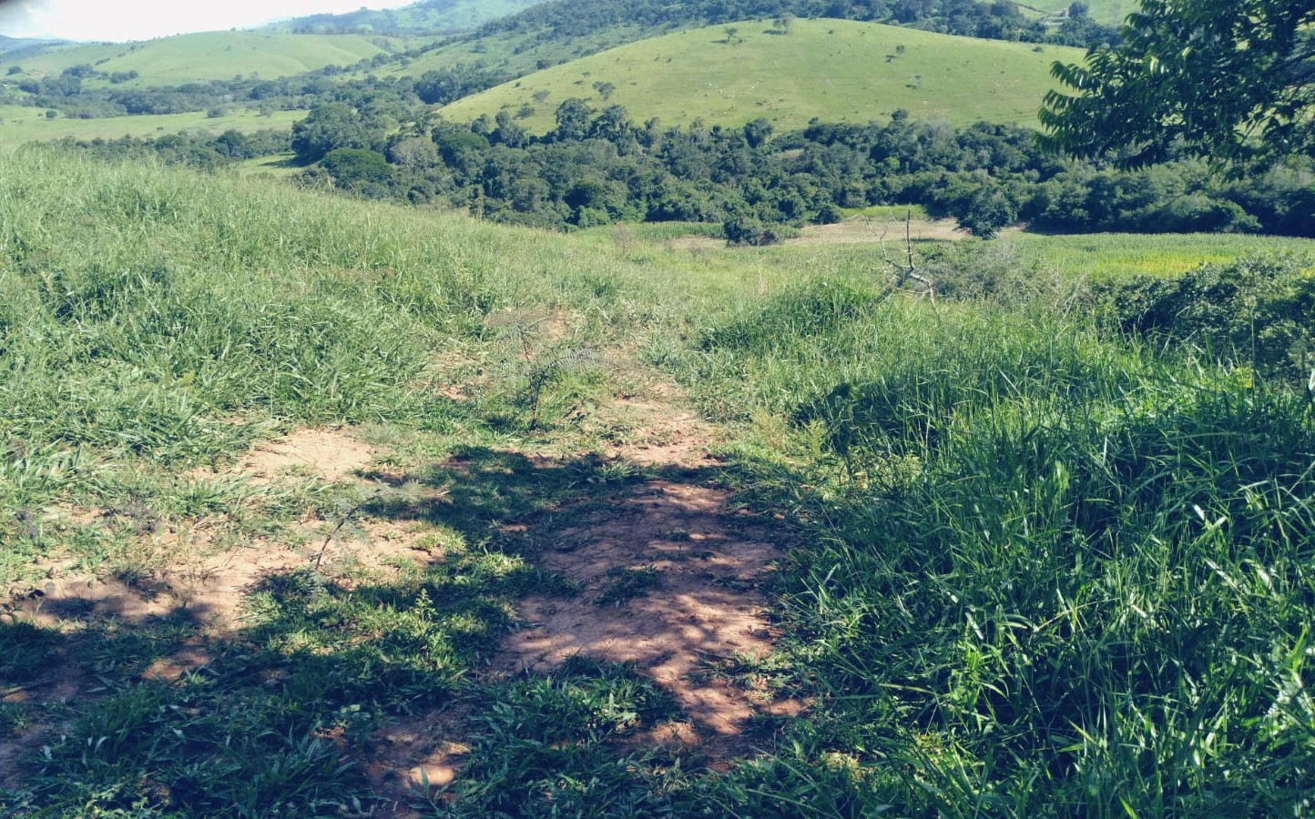 Chácara, 1 quarto, 29 hectares - Foto 8
