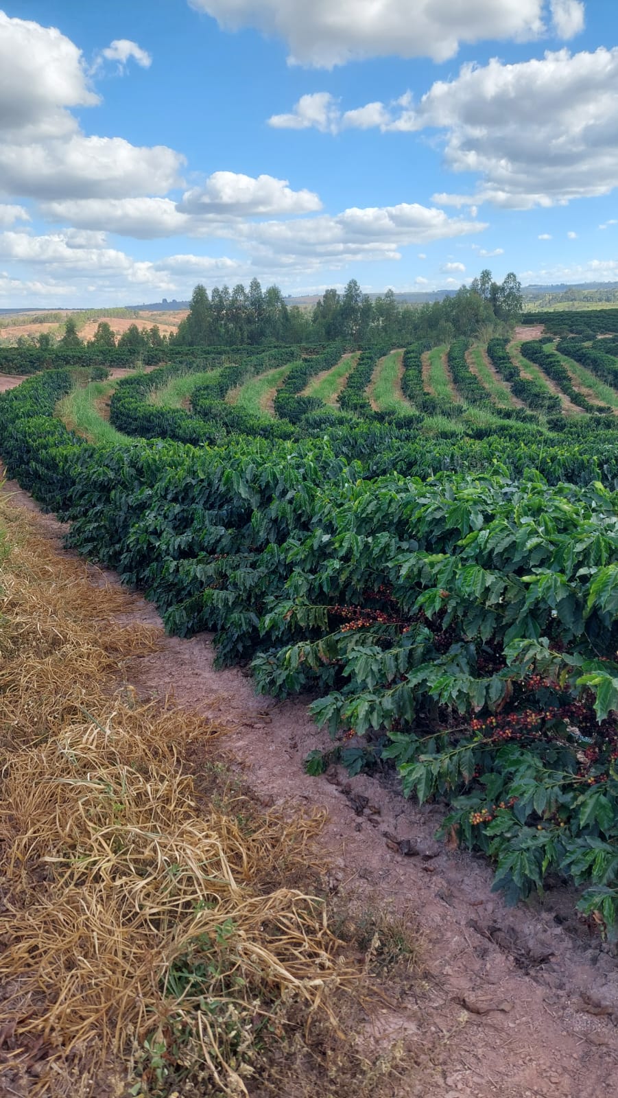 Fazenda, 149 hectares - Foto 5