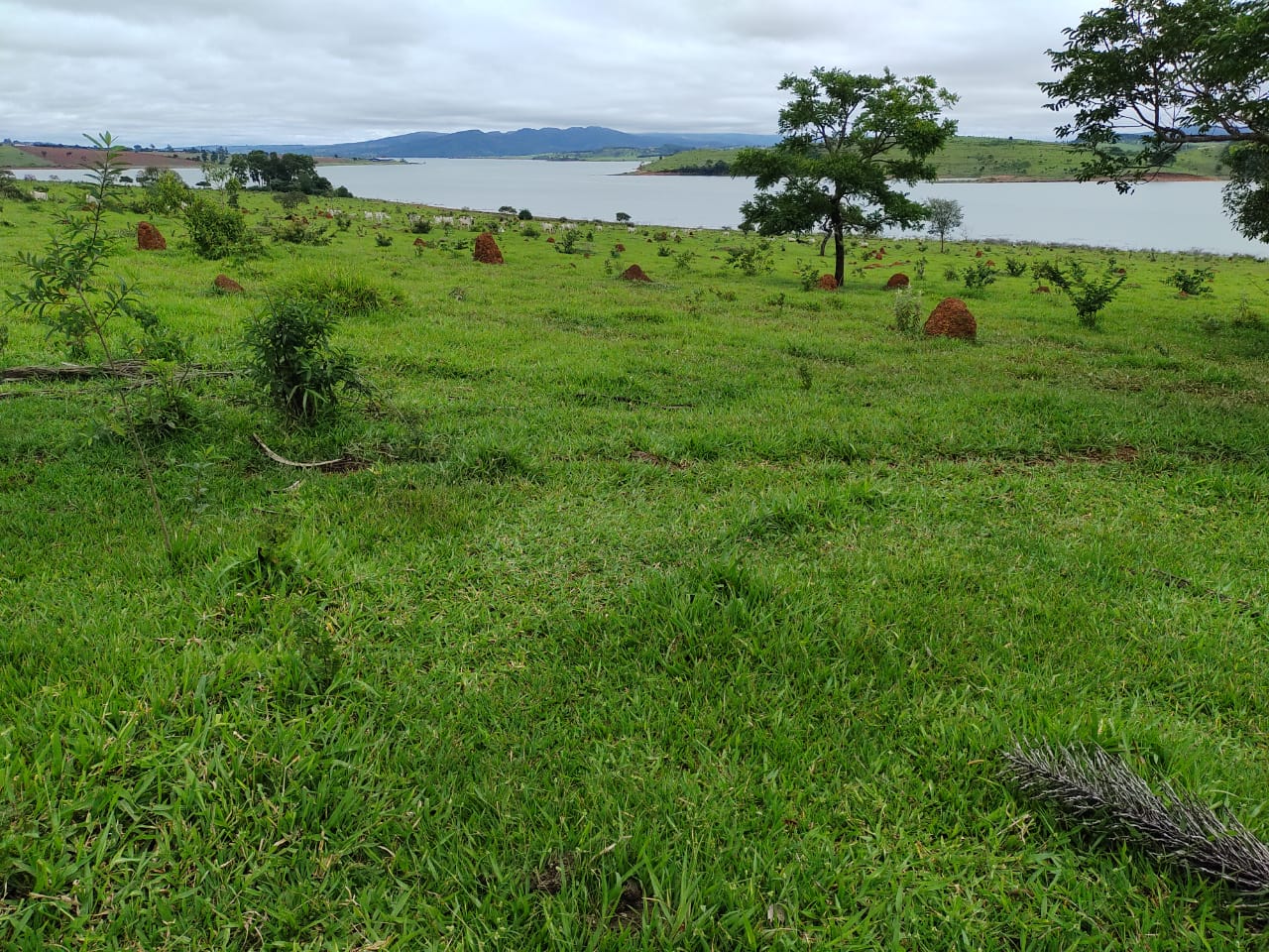 Fazenda, 95 hectares - Foto 7