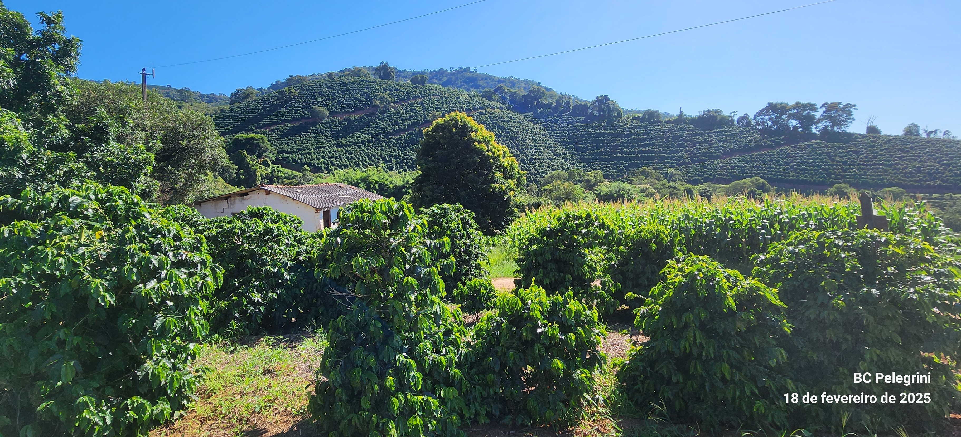 Fazenda, 162 hectares - Foto 17