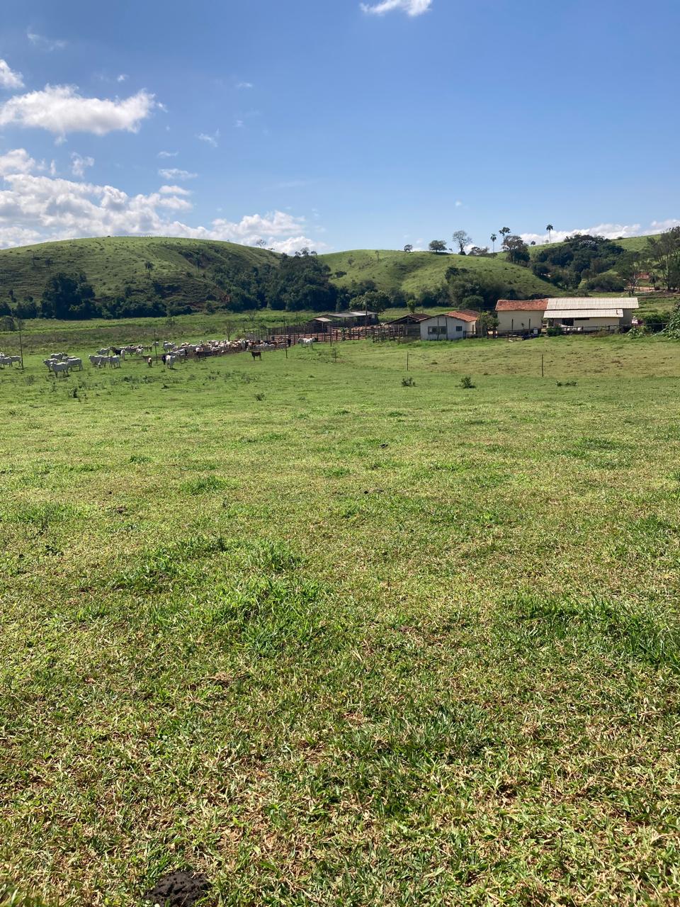 Fazenda, 165 hectares - Foto 11