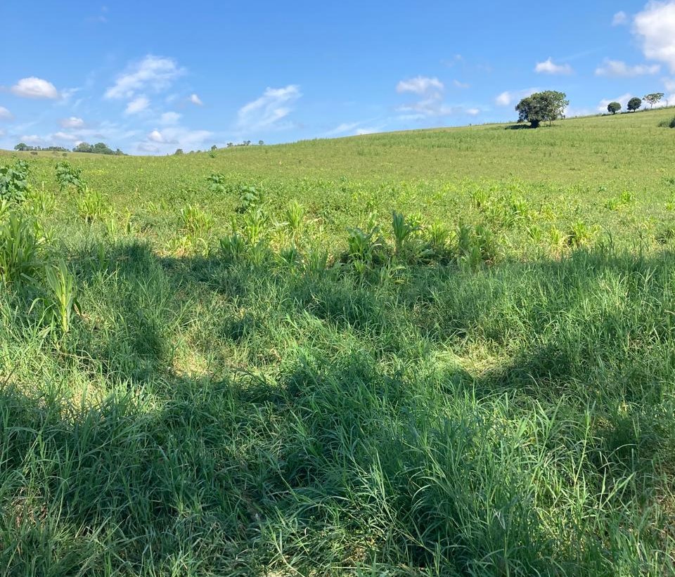 Fazenda, 165 hectares - Foto 14