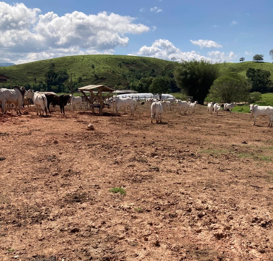 Fazenda, 165 hectares - Foto 5