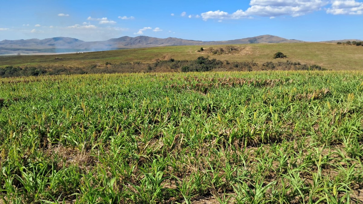 Fazenda, 650 hectares - Foto 8