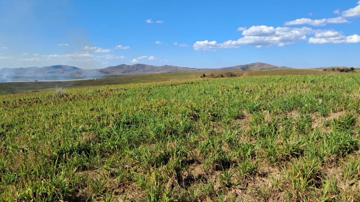 Fazenda, 650 hectares - Foto 10