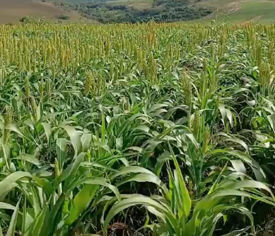 Fazenda, 650 hectares - Foto 20