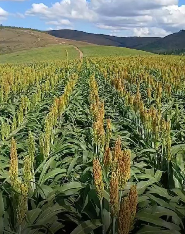 Fazenda, 650 hectares - Foto 22