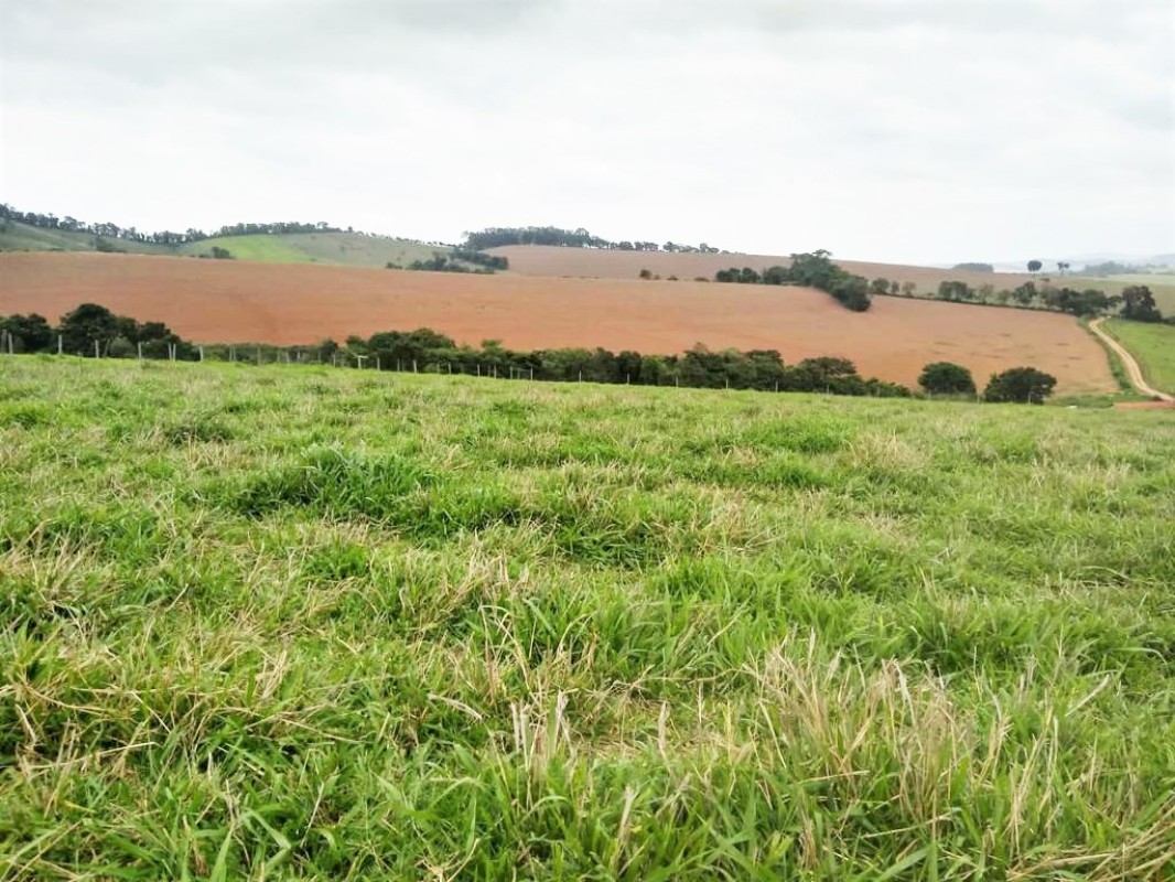 Fazenda, 650 hectares - Foto 12