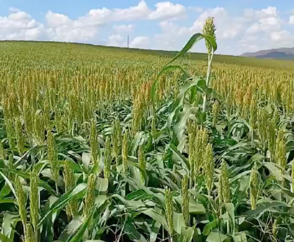 Fazenda, 650 hectares - Foto 21