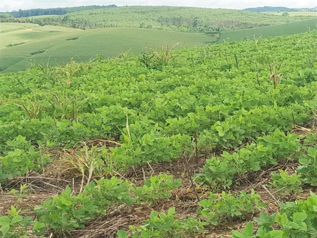 Fazenda, 650 hectares - Foto 16