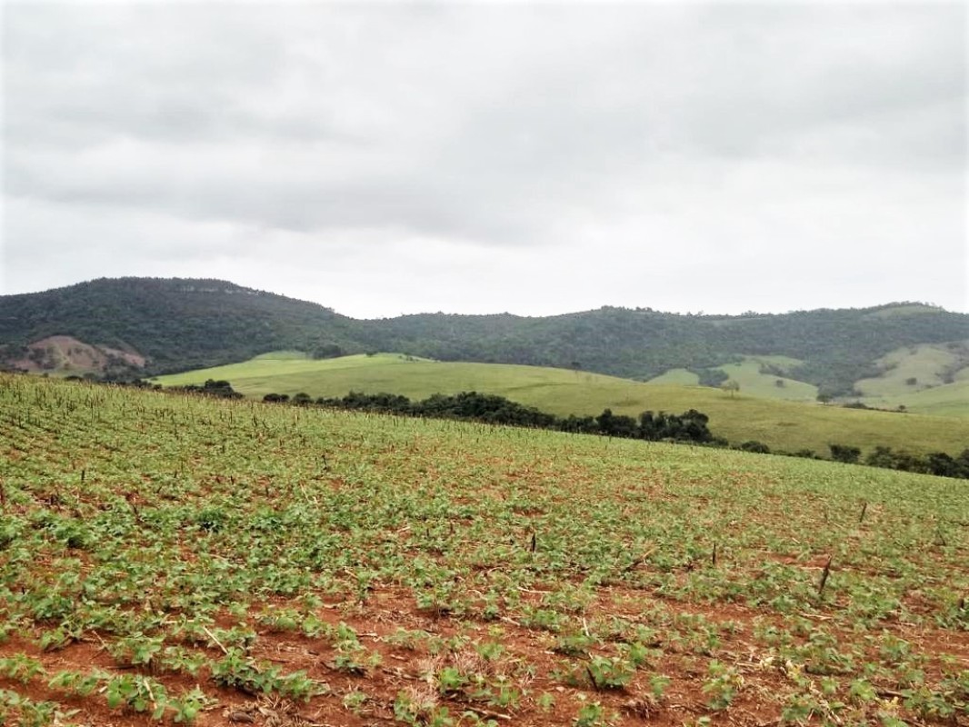 Fazenda, 650 hectares - Foto 13