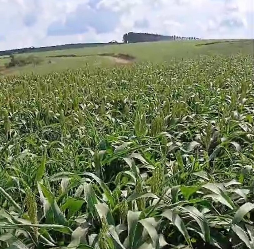 Fazenda, 650 hectares - Foto 19