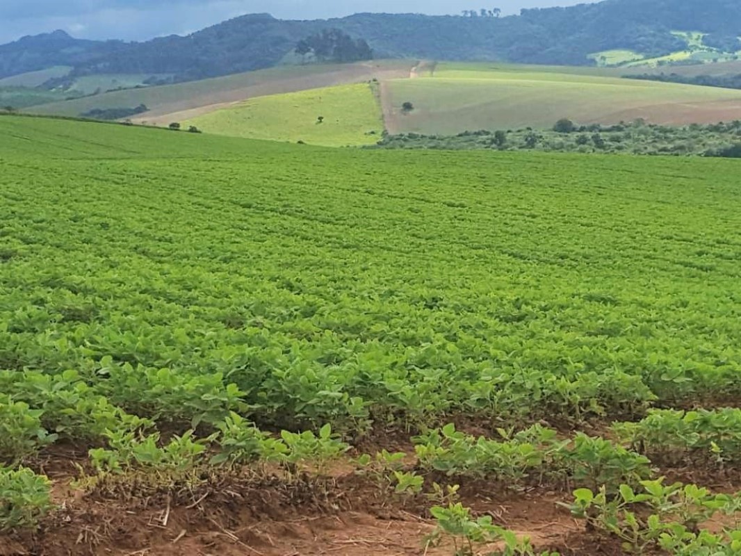 Fazenda, 650 hectares - Foto 7
