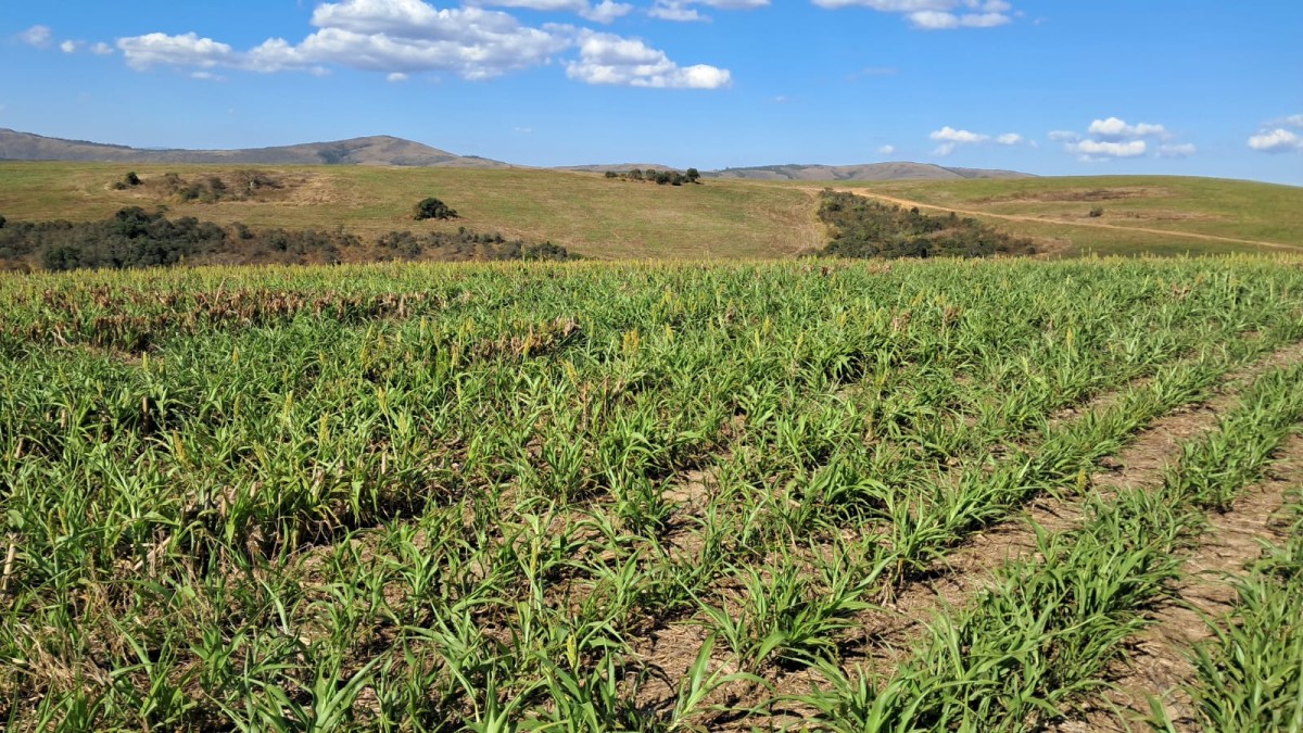Fazenda, 650 hectares - Foto 9