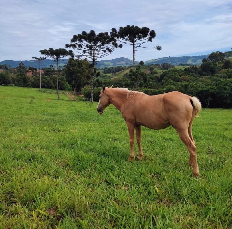 Sítio, 1 quarto, 18 hectares - Foto 9
