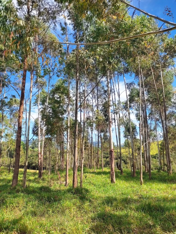 Sítio, 1 quarto, 18 hectares - Foto 13