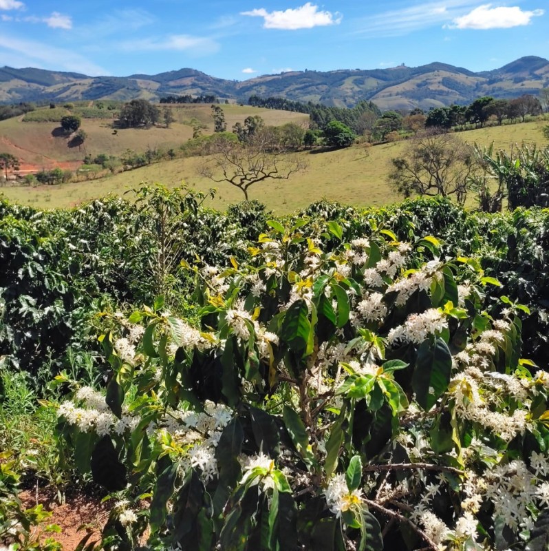 Sítio, 1 quarto, 18 hectares - Foto 7