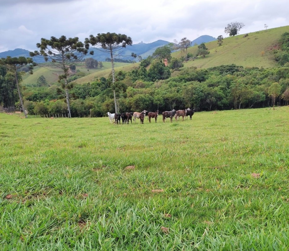 Sítio, 1 quarto, 18 hectares - Foto 8