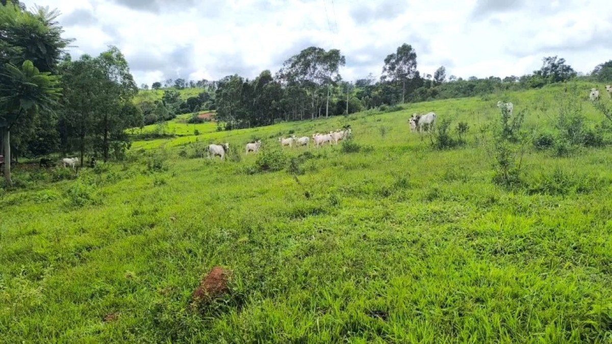 Fazenda, 116 hectares - Foto 7