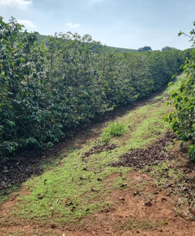 Sítio, 1 quarto, 24 hectares - Foto 3