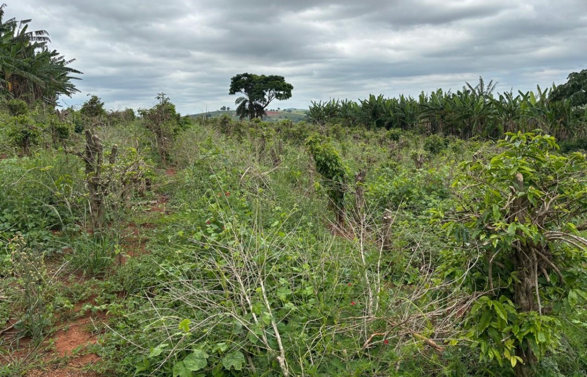 Sítio, 1 quarto, 12 hectares - Foto 3