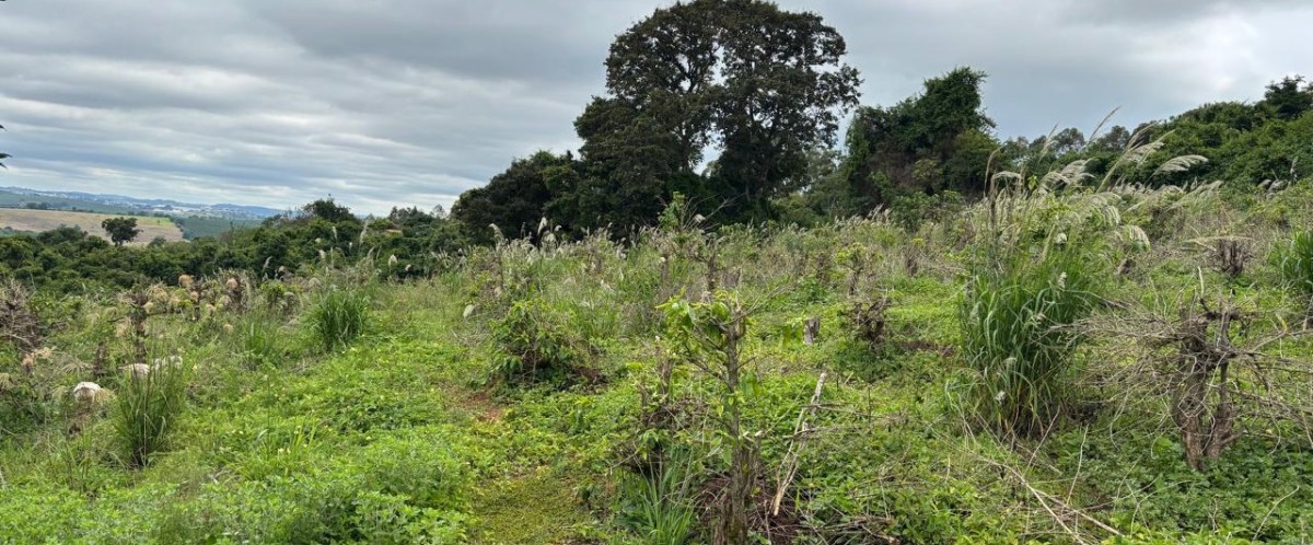 Sítio, 1 quarto, 12 hectares - Foto 2