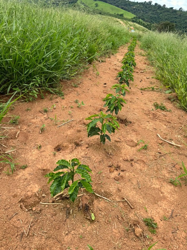 Sítio, 1 quarto, 48 hectares - Foto 7