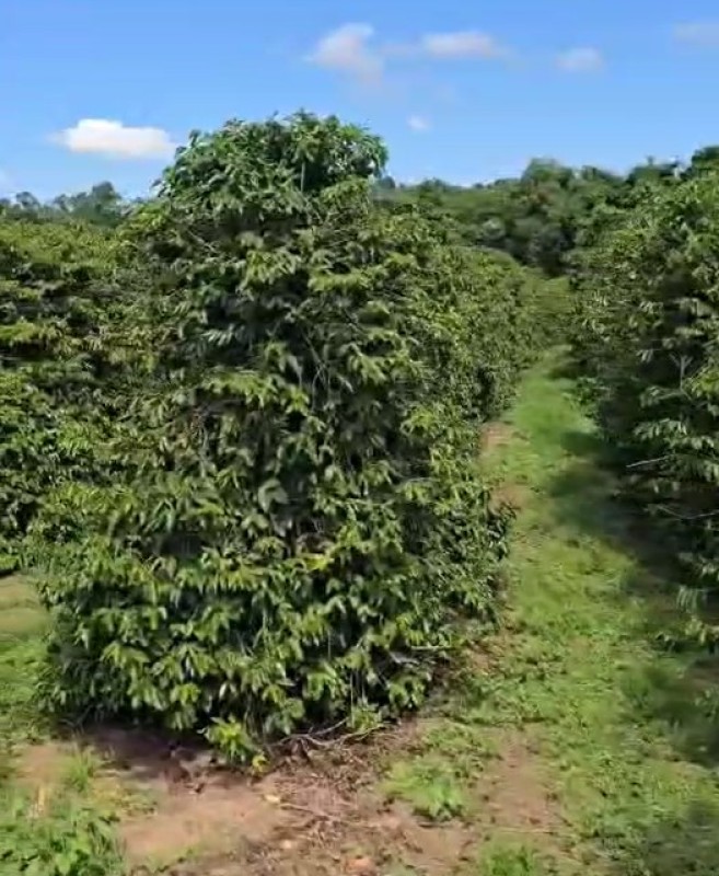 Fazenda, 71 hectares - Foto 5