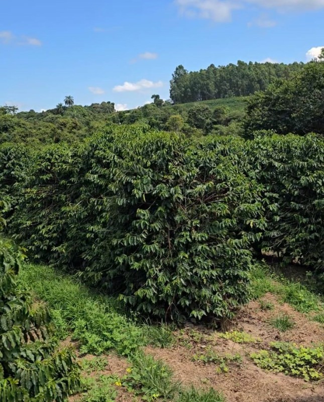 Fazenda, 71 hectares - Foto 3