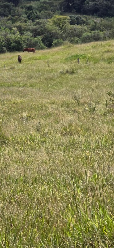 Fazenda, 71 hectares - Foto 18