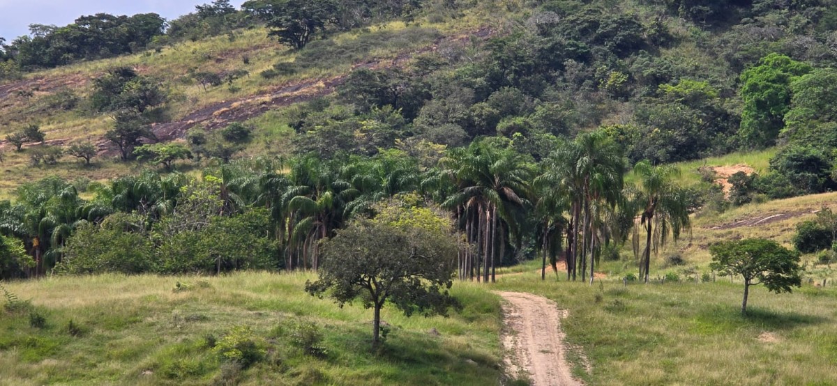 Fazenda, 71 hectares - Foto 24