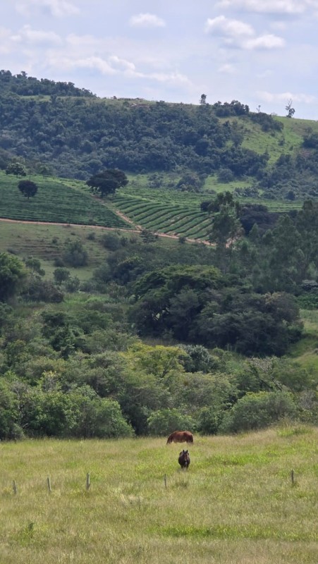 Fazenda, 71 hectares - Foto 23